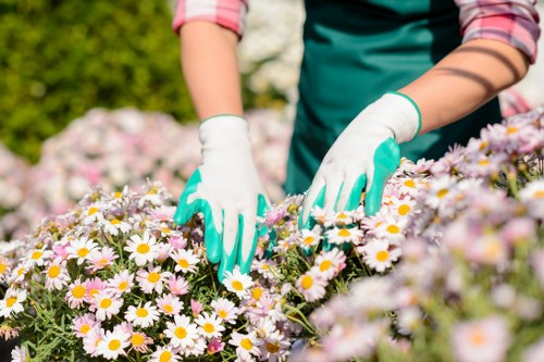 Bounds Green gardeners trimming borders and shrubs