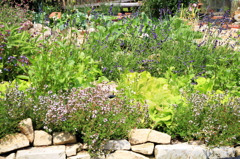 lawn maintenance Garden
