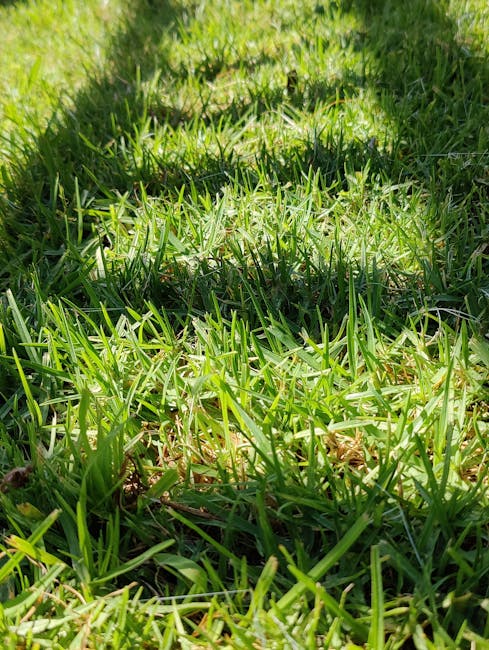 Close-up view of a well-maintained lawn with lush, bright green grass exhibiting a mixture of clipped and slightly longer blades, set against a backdrop of shaded and sunlit areas. The grass appears h