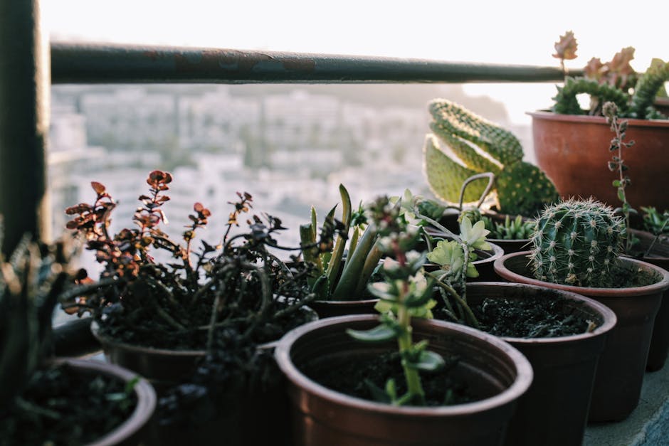 A close-up view of a balcony garden with a variety of potted succulents and cacti, including round and elongated forms with spines and textured surfaces. The pots are terracotta and plastic, arranged 