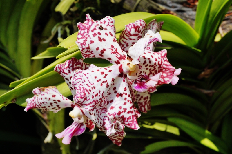 Garden outdoor space